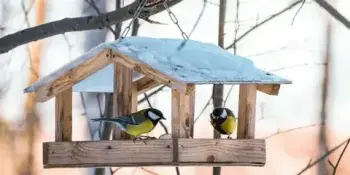 Покормице птиц зимой!
